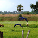 Hyacinth Macaw