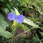 Asiatic Dayflower