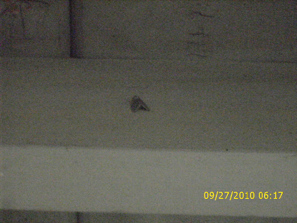 Spotting Image 1