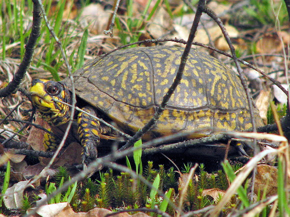 Spotting Image 1