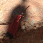 Bloody Net-winged Beetle