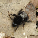 Red-tailed Bumblebee