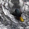 Mallard duck