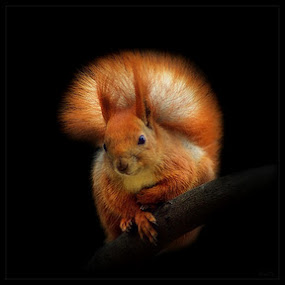 Squirrel on black by Valentyn Kolesnyk - Animals Other Mammals ( fluffy, red, art, beautiful, squirrel )