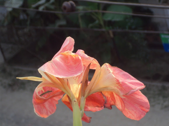 Spotting Image 1