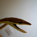 Bejuquilla