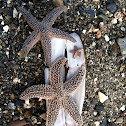 common sea star