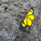 Smicropus sp.