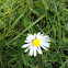 English daisy