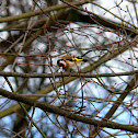 European Goldfinch