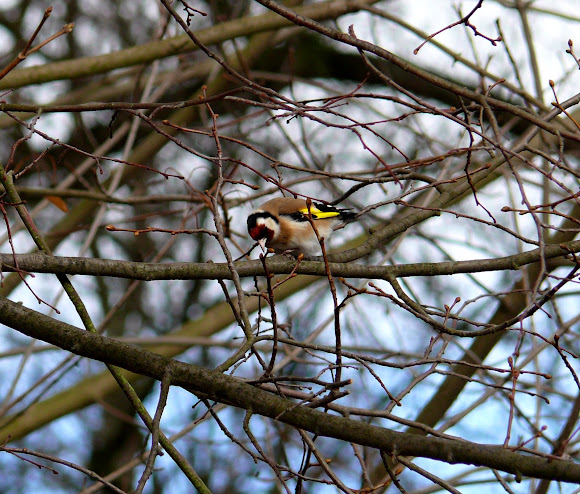 Spotting Image 1