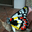 Red Spotted Jezabel