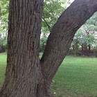 American basswood, American linden
