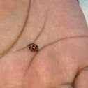 Multicolored Asian Lady Beetle