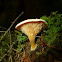 False Chanterelle