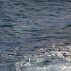 Green Sea Turtle