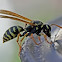 Yellowjacket