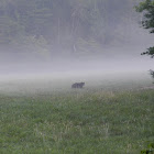 American Black Bear
