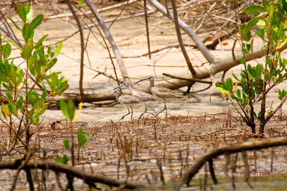 Spotting Image 1