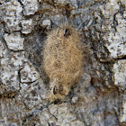 Cocoon