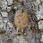 Cocoon