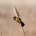 Great Tit