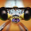Purple nosed damselfly