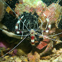 Banded coral shrimp