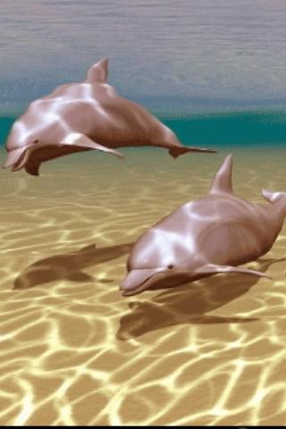 Dolphins Under Sea Live Wallpa