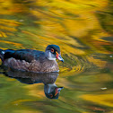Wood Ducks