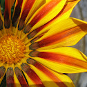 Gazania