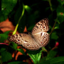 Grey Pansy
