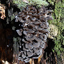 Grifola colensoi