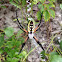 Black and Yellow Garden Spider