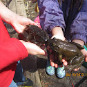bull frog