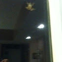 Spring peeper