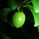 Wild Plum