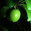 Wild Plum