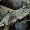 Physarum cinereum