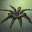 Trap door spider (male)