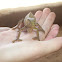 Chameleon