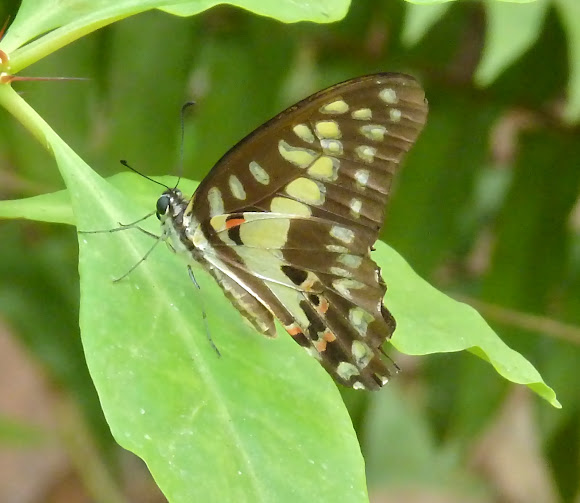 Spotting Image 1