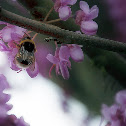 Bumblebee
