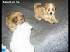 Camada Cachorros Shih Tzu