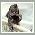 Moth