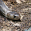 Indian Cobra
