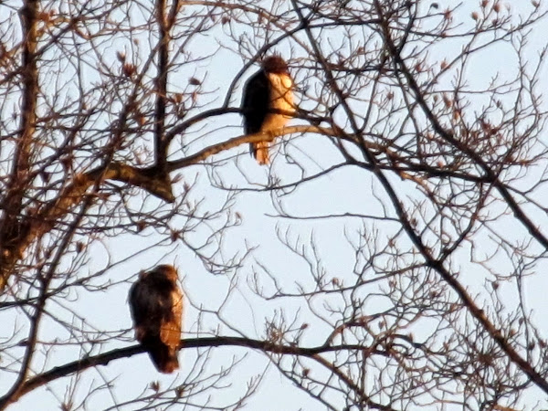 Red-tailed Hawk | Project Noah