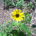 "sunflower" weed