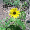 "sunflower" weed