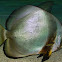 Spadefish